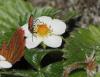 Melanocoryphus albomaculatus